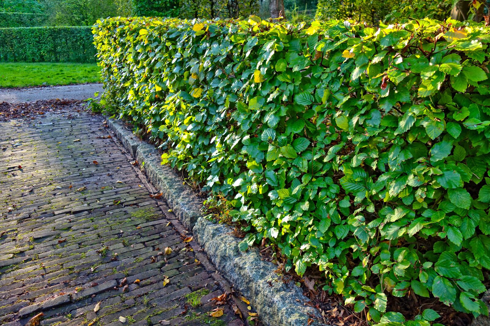 Sony Cyber-shot DSC-RX100 sample photo. Hedge, clipped, trimmed hedge photography