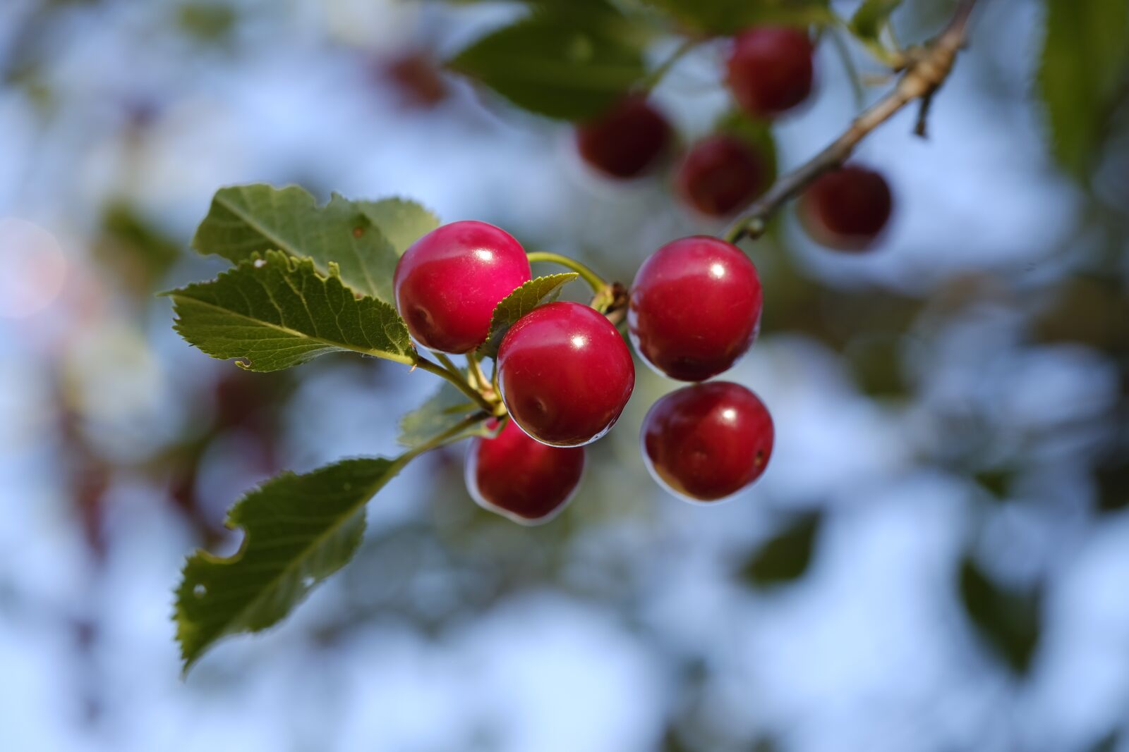 Fujifilm X-T2 + Fujifilm XF 80mm F2.8 R LM OIS WR Macro sample photo. Cherry, bird cherry, sweet photography