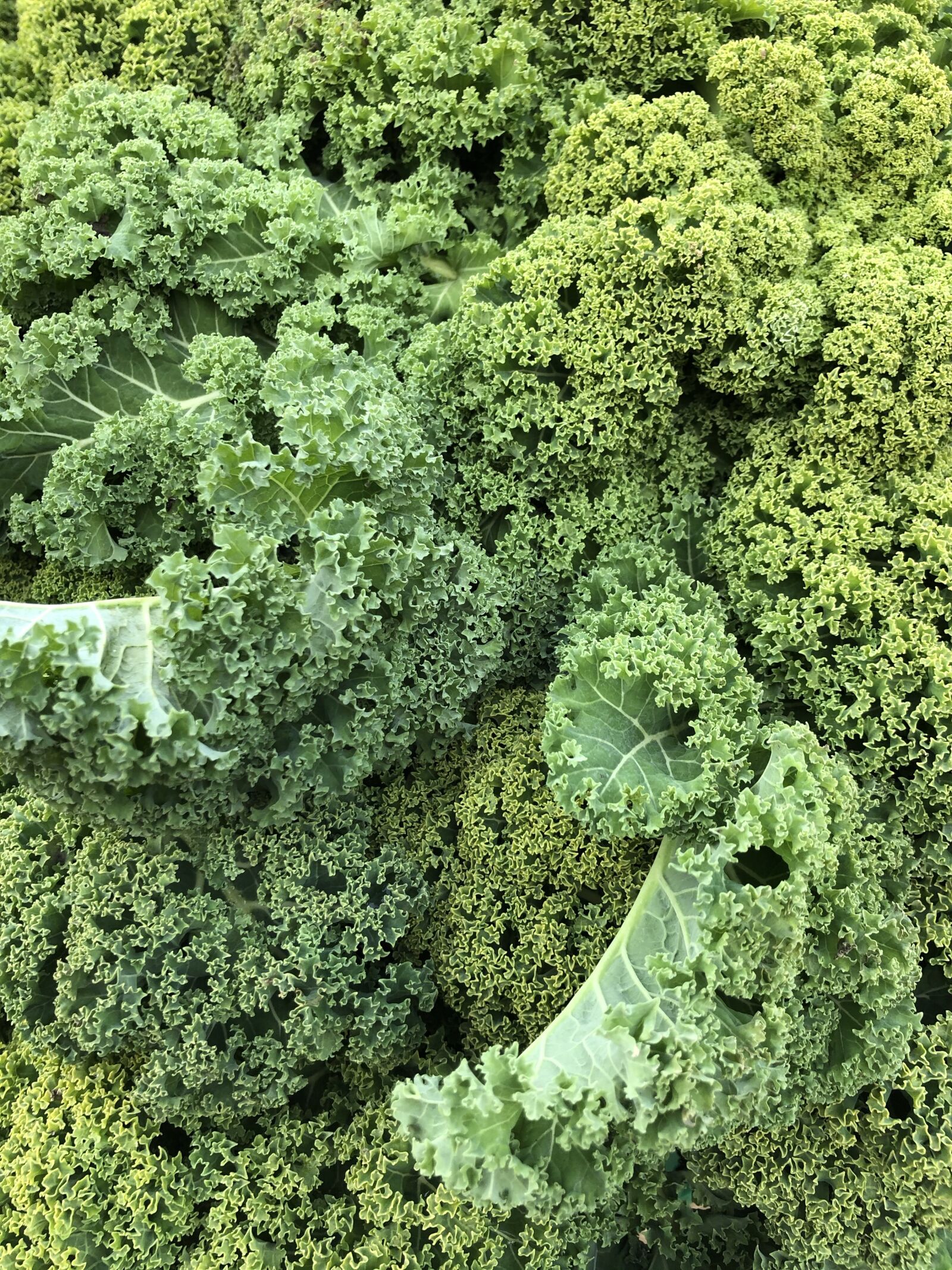 Apple iPhone 8 sample photo. Kale, winter, kohl photography