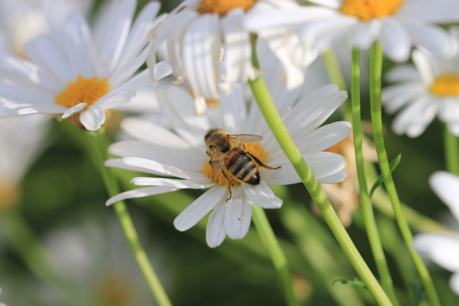 Canon EOS 70D + Canon EF 100mm F2.8 Macro USM sample photo. Daisy, white, flower photography