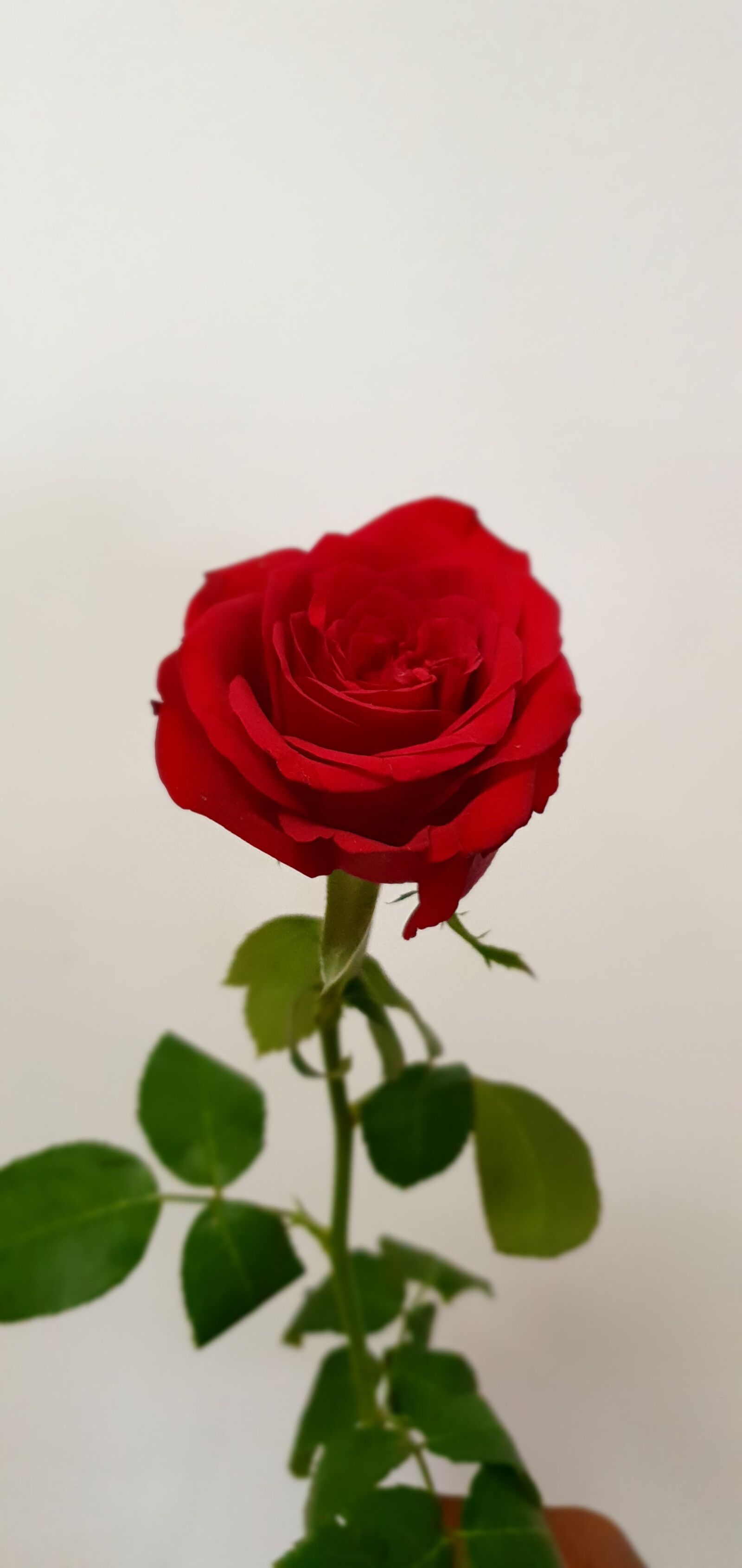 Samsung SM-G975F sample photo. Rose, flower, blossom photography