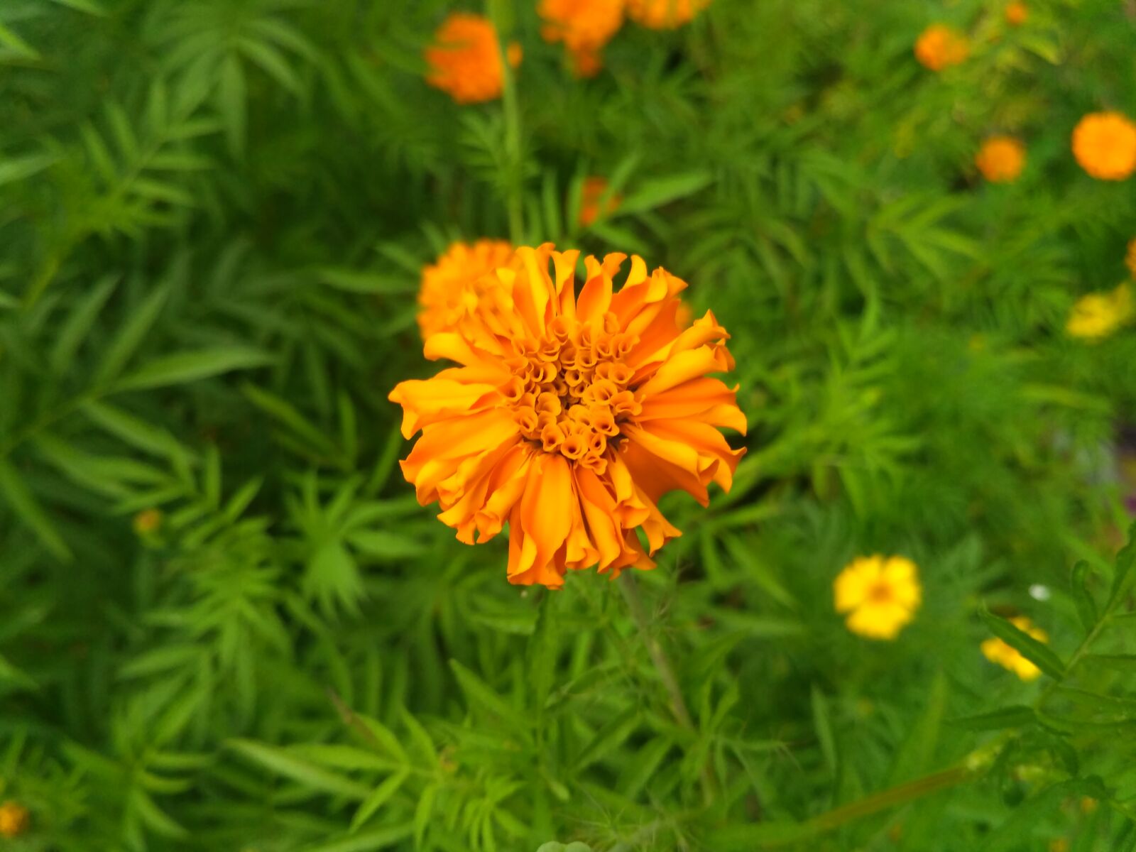 Xiaomi Redmi 3S sample photo. Bokeh, flowers, macro, marigold photography