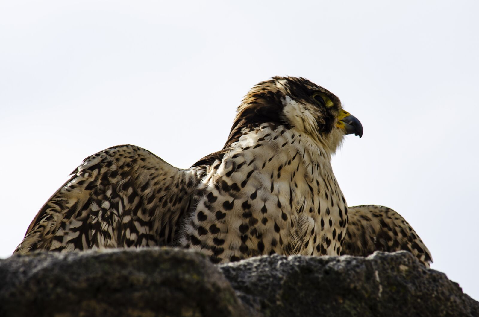 Nikon D5100 sample photo. Raptor, flying, animal photography