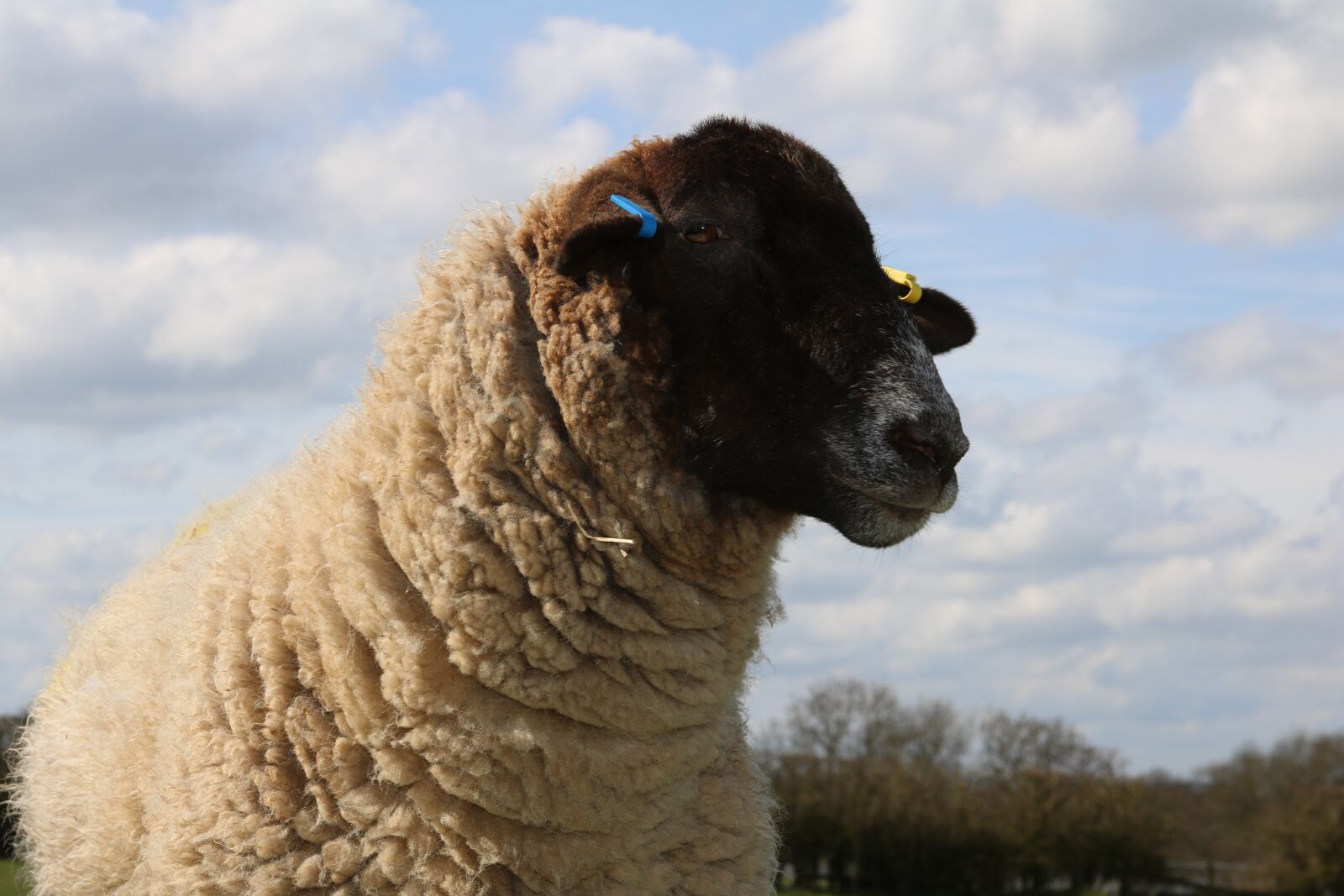 Canon EF 28-135mm F3.5-5.6 IS USM sample photo. Sheep, field, farm photography
