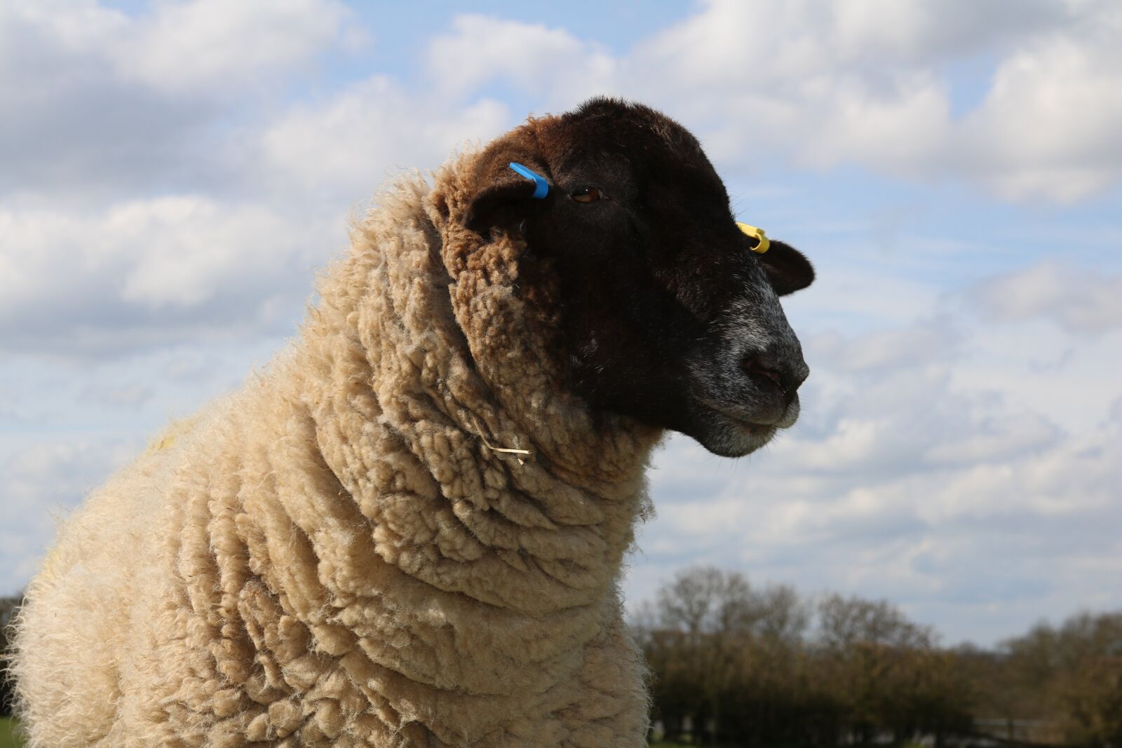 Canon EOS 750D (EOS Rebel T6i / EOS Kiss X8i) + Canon EF 28-135mm F3.5-5.6 IS USM sample photo. Sheep, field, farm photography