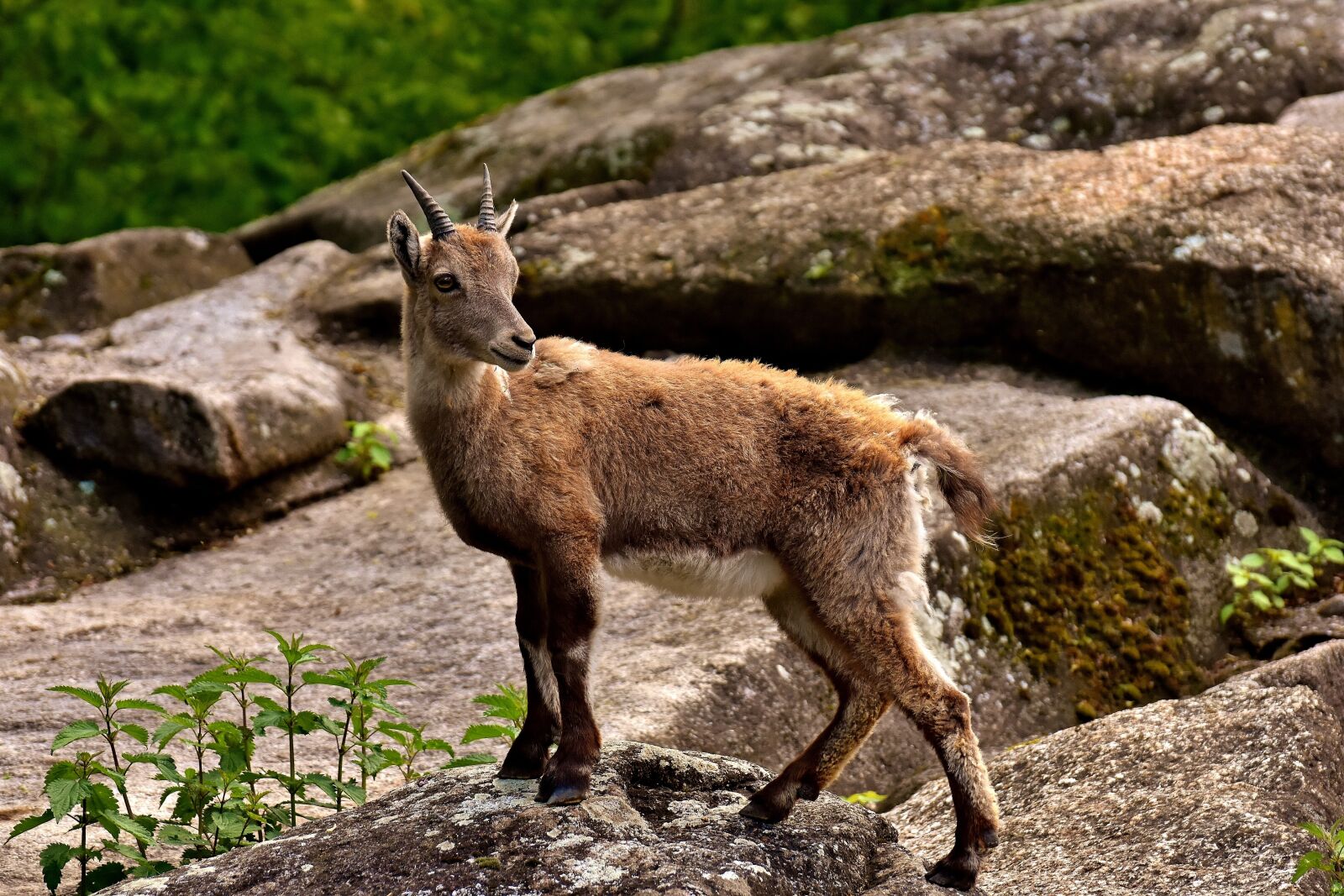 Nikon D7200 sample photo. Capricorn, horns, animal photography