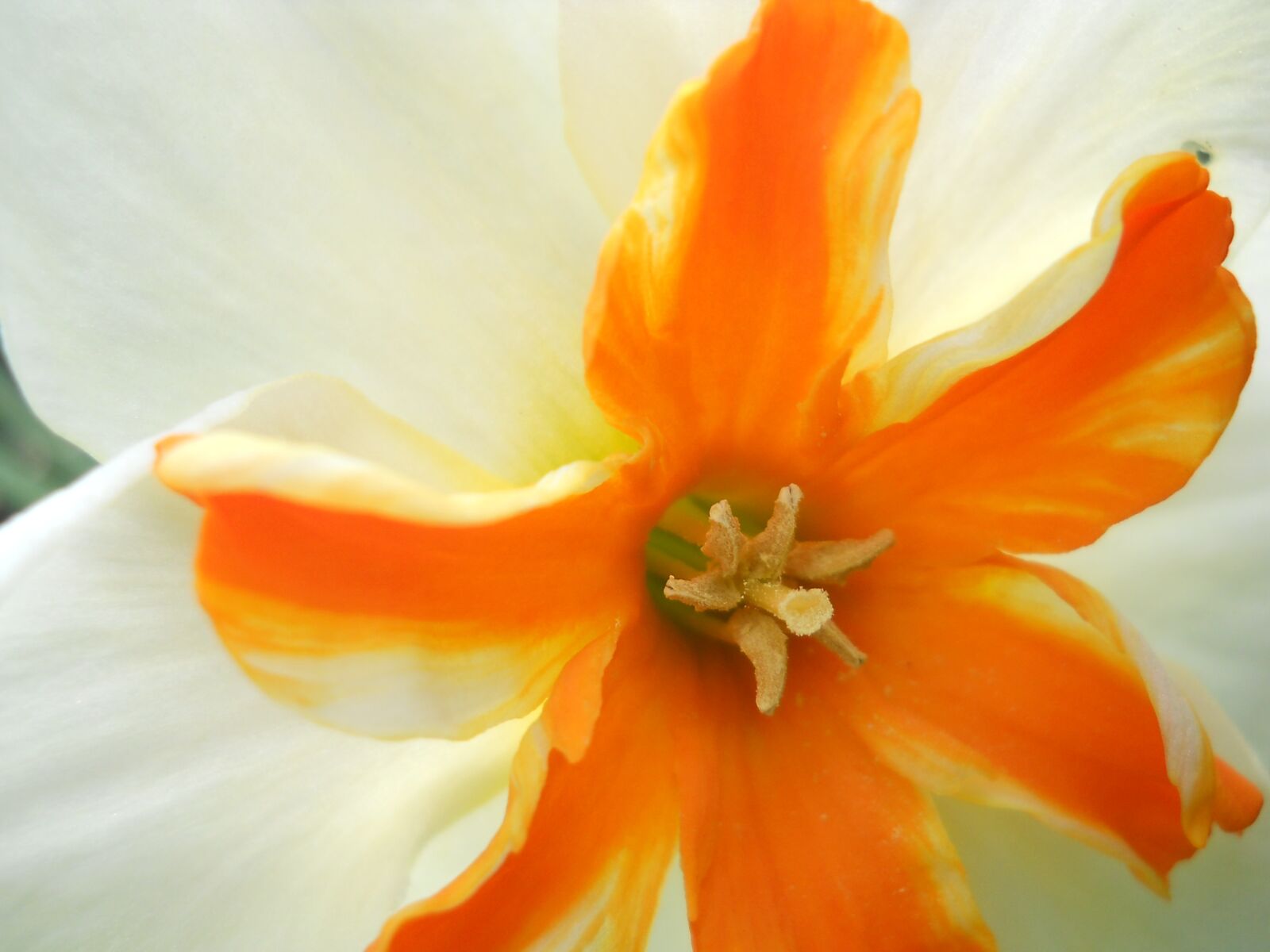Nikon Coolpix L21 sample photo. Narcissus, orange, macro photography