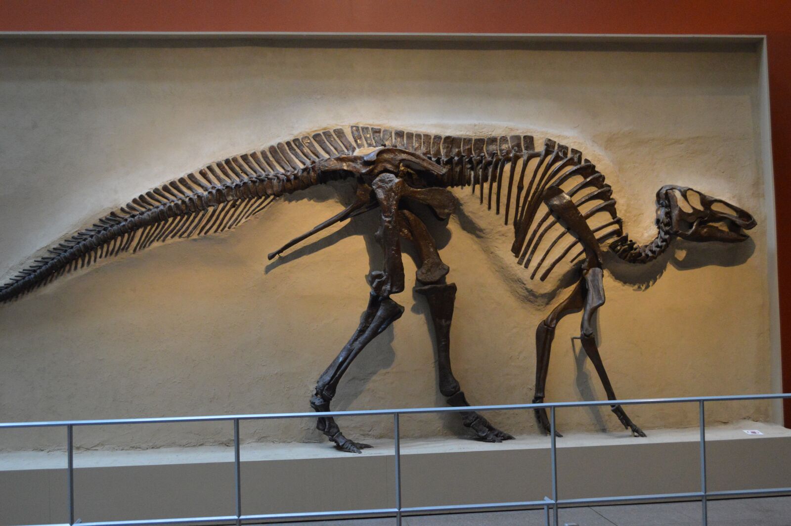 Nikon D3200 sample photo. Dinosaur, hadrosaur, skeleton photography