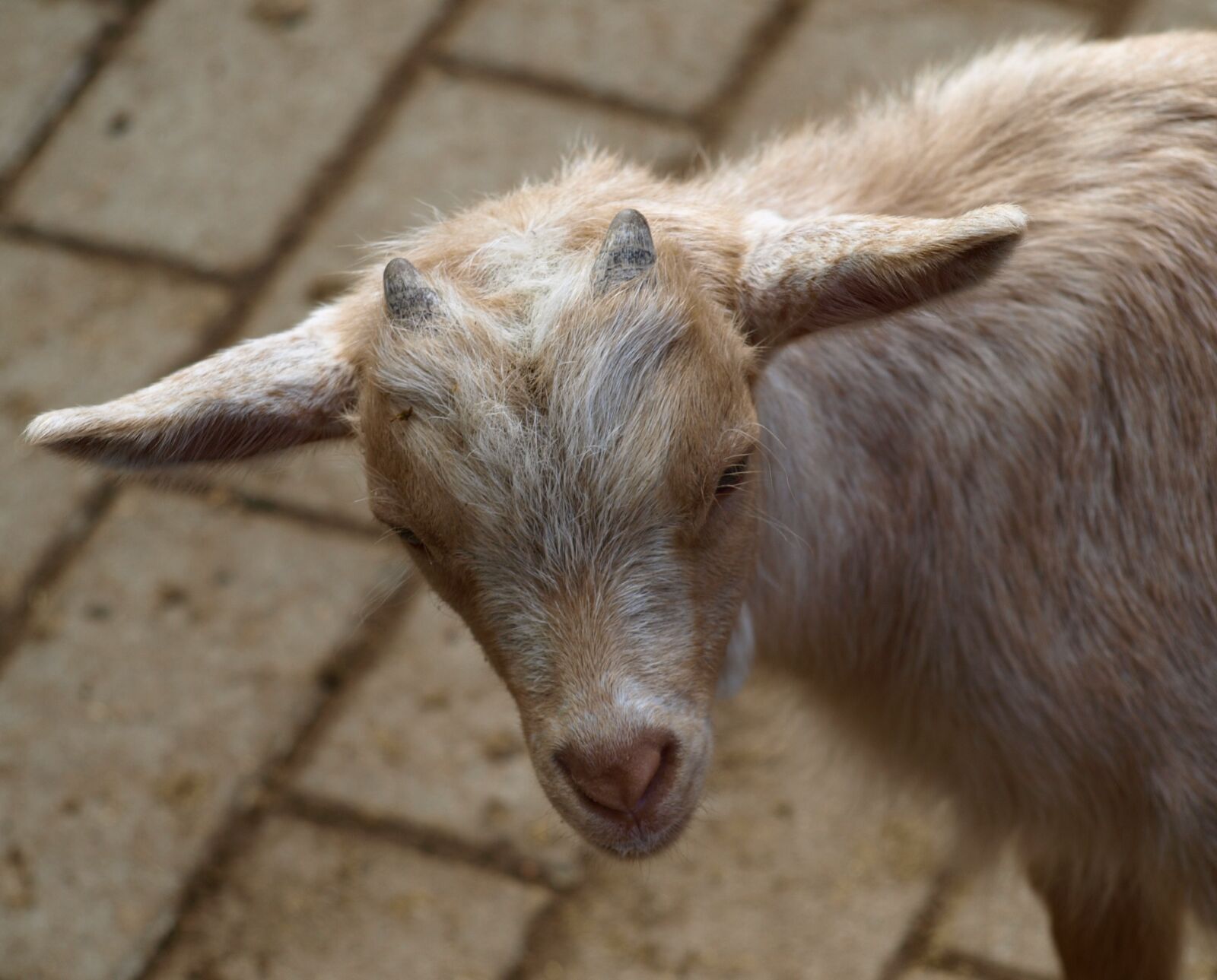 Olympus E-510 (EVOLT E-510) sample photo. Goat, horns, animal photography