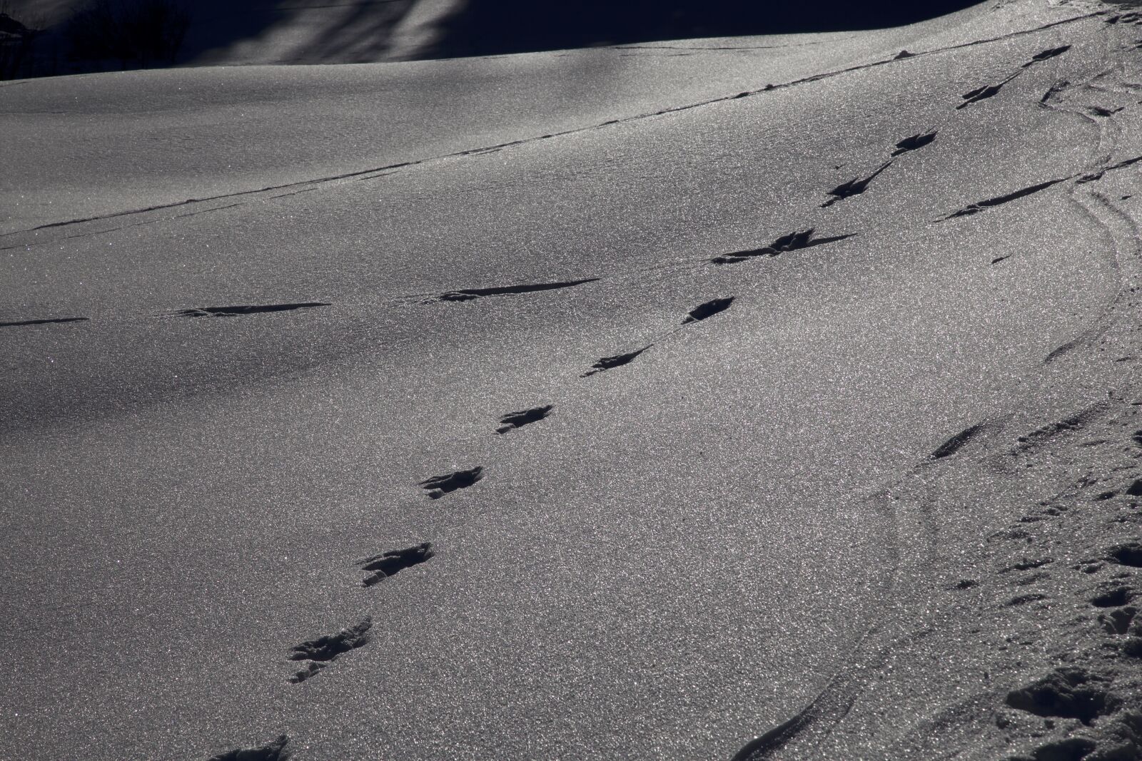 Canon EOS 6D + Canon EF 24-105mm F4L IS USM sample photo. Winter, trace, winter mood photography