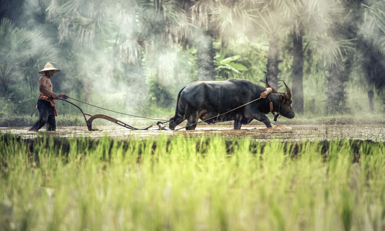 Nikon D810 sample photo. Buffalo, farmer, cultivating photography