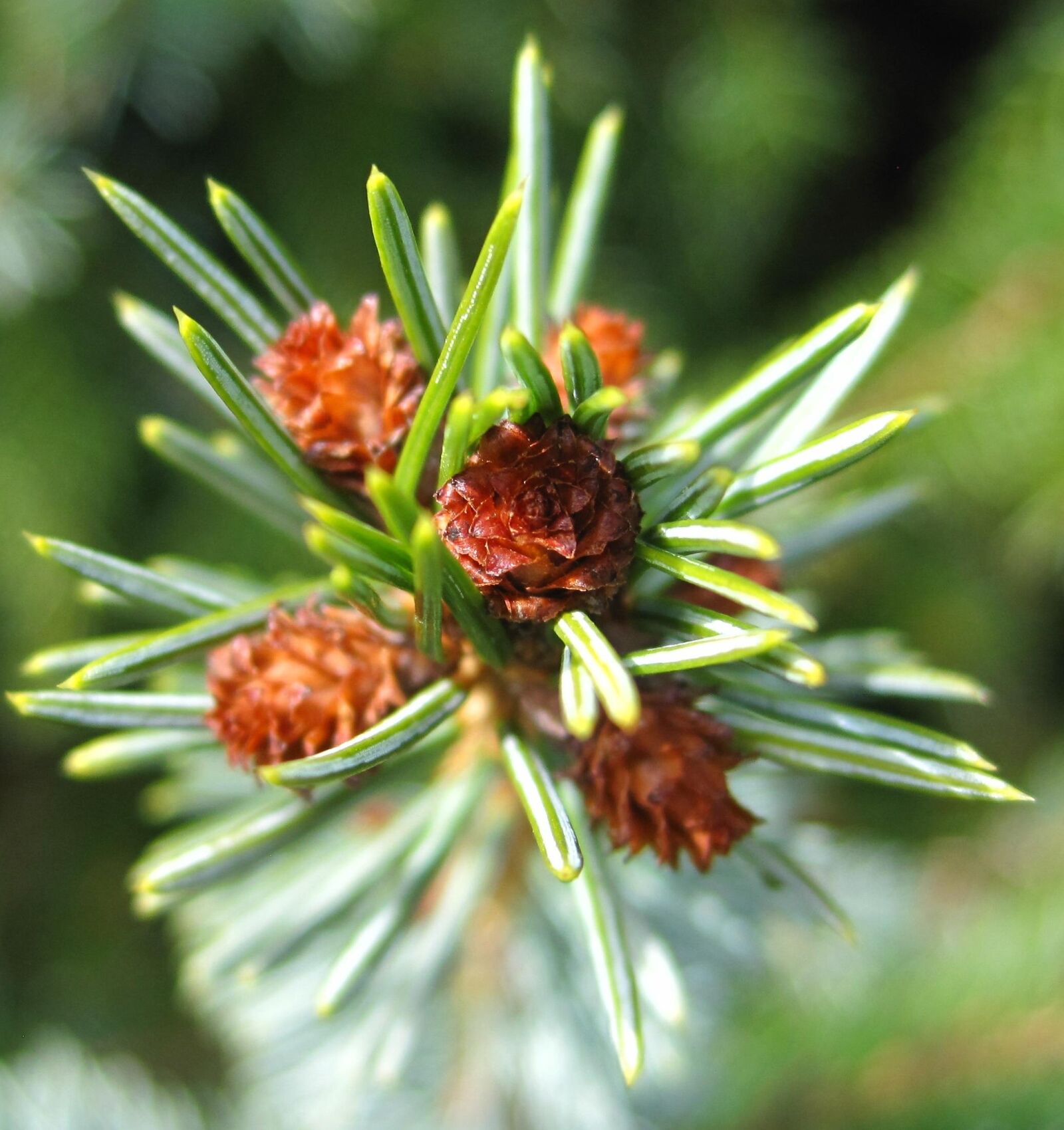 Canon PowerShot SD1200 IS (Digital IXUS 95 IS / IXY Digital 110 IS) sample photo. Fir drove, pine top photography
