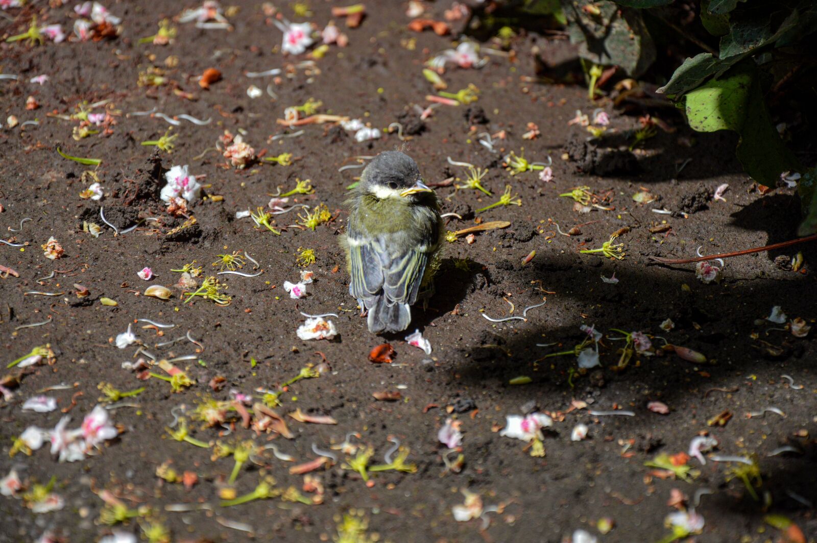 Nikon D3200 sample photo. Bird, chick, tit photography