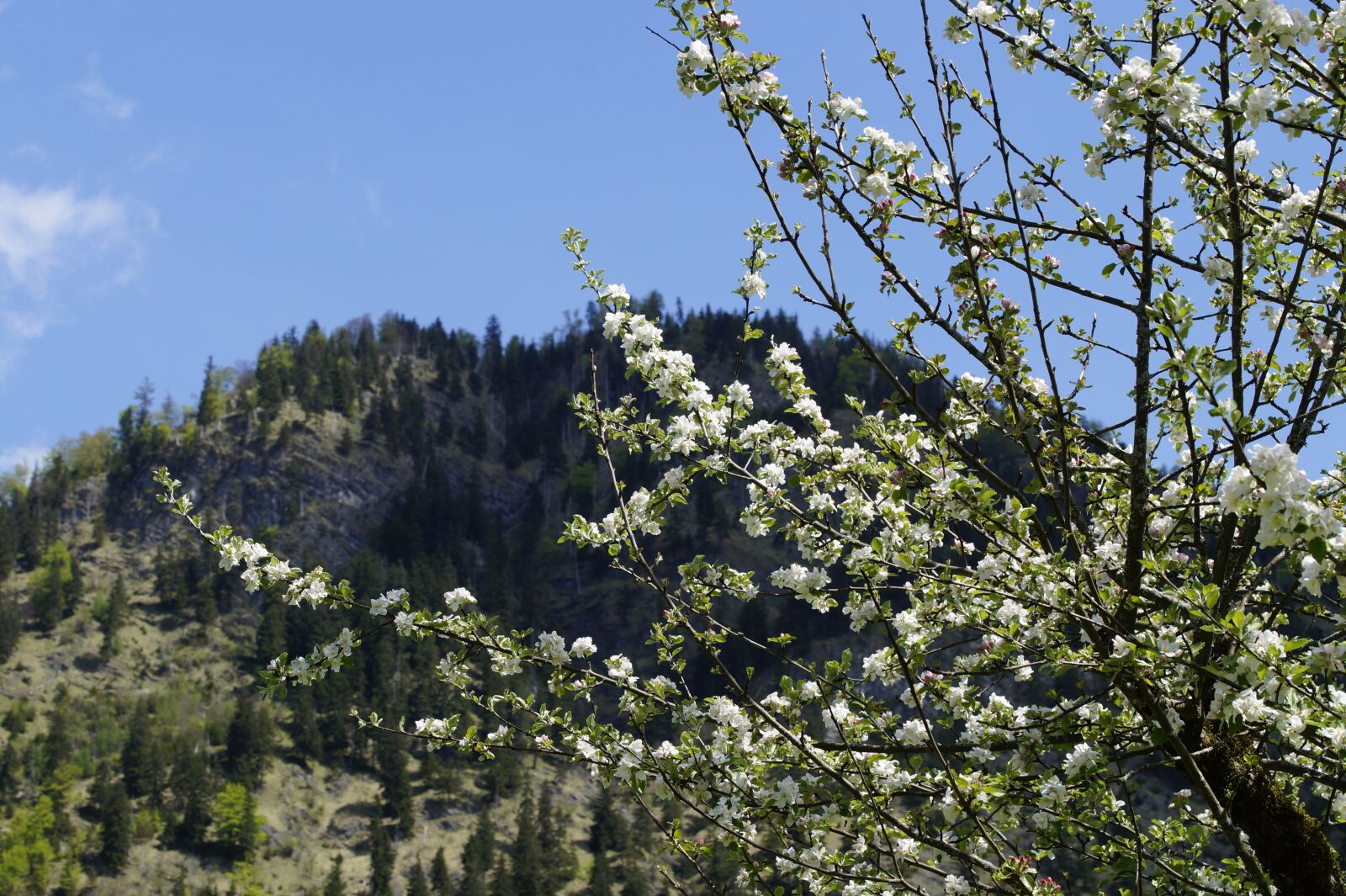 Sony SLT-A58 sample photo. Mountains, allgäu, alpine photography