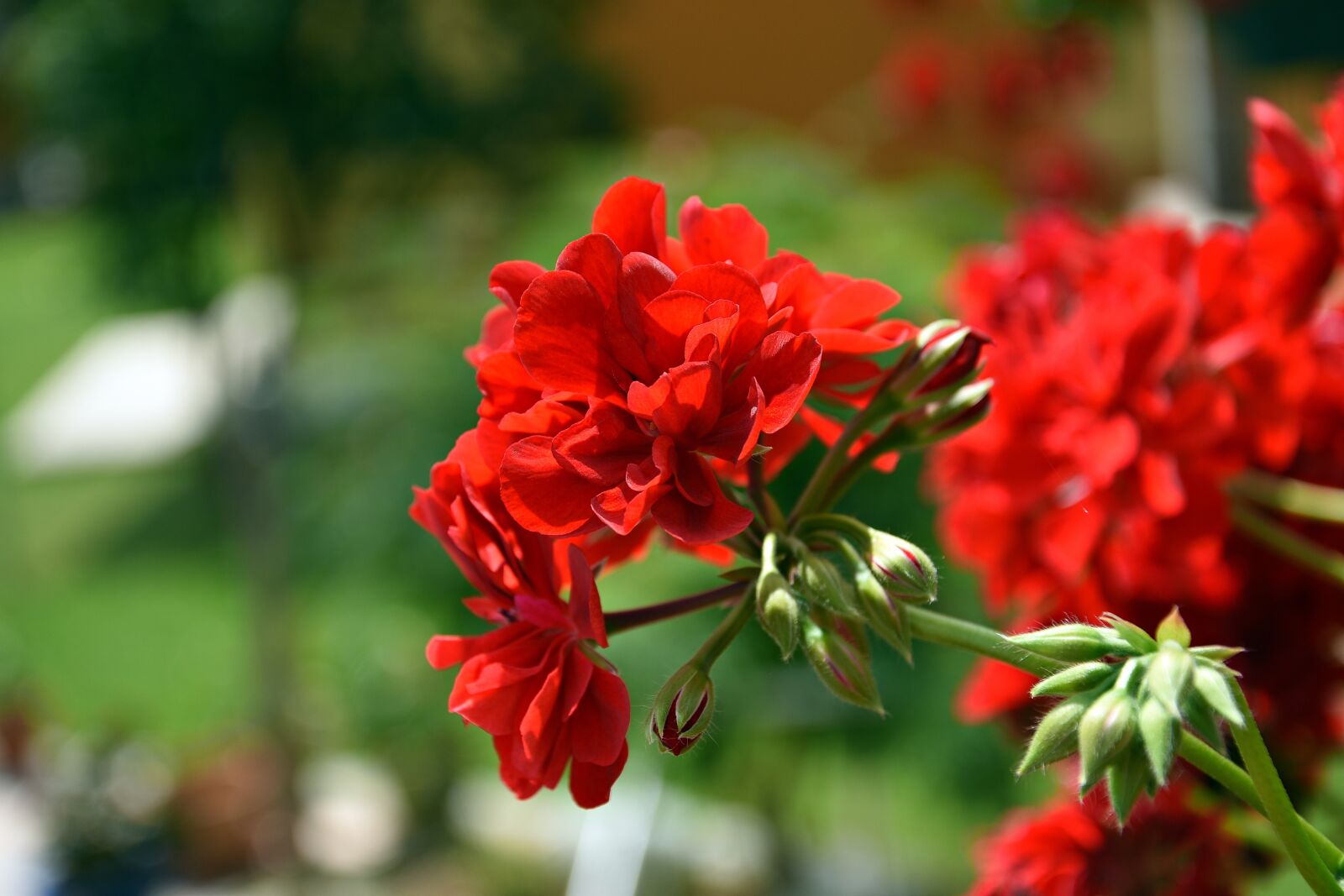Nikon D3400 sample photo. Balcony flower, red, balcony photography