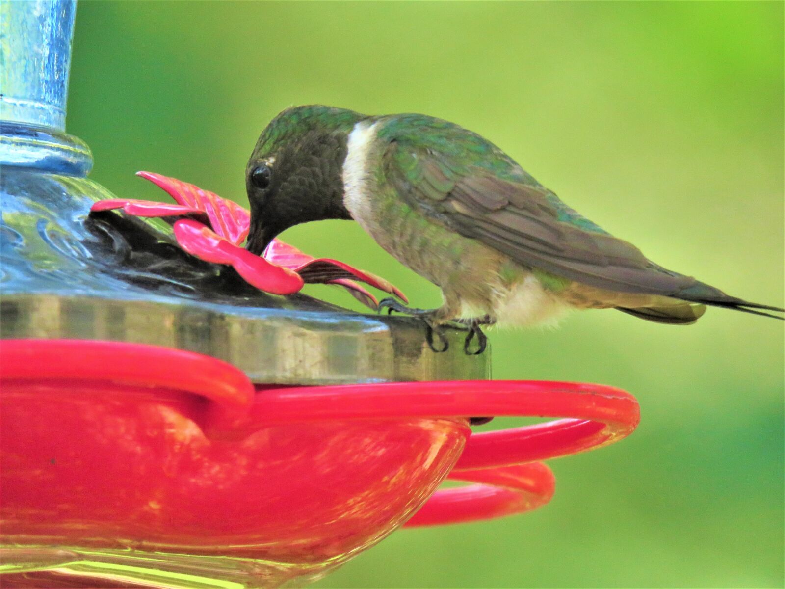 Canon PowerShot SX60 HS sample photo. Bird, colorful, hummingbird photography