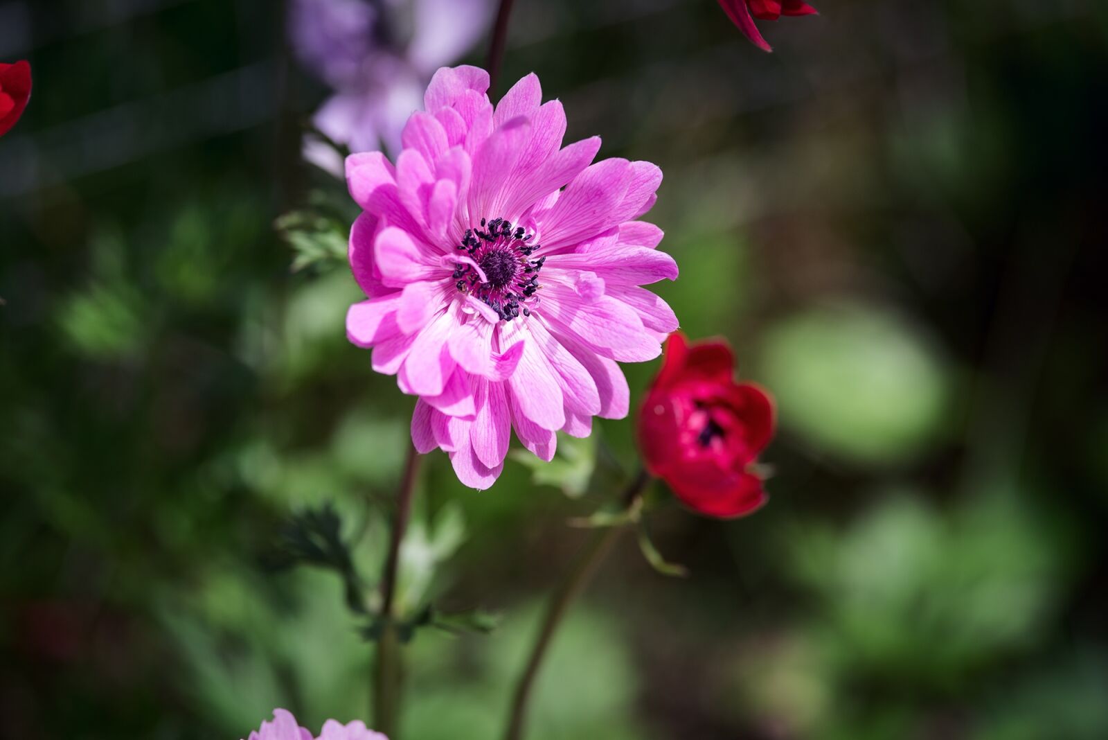 Nikon D750 sample photo. Anemone, pink, anemone pink photography