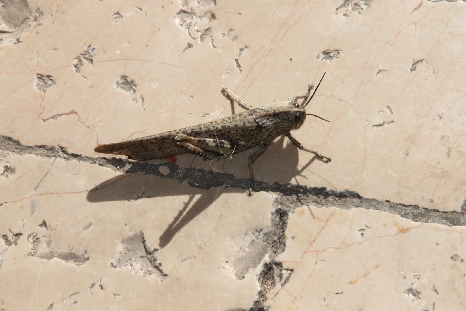 Canon EOS 1100D (EOS Rebel T3 / EOS Kiss X50) sample photo. Grasshopper, insect, animal photography