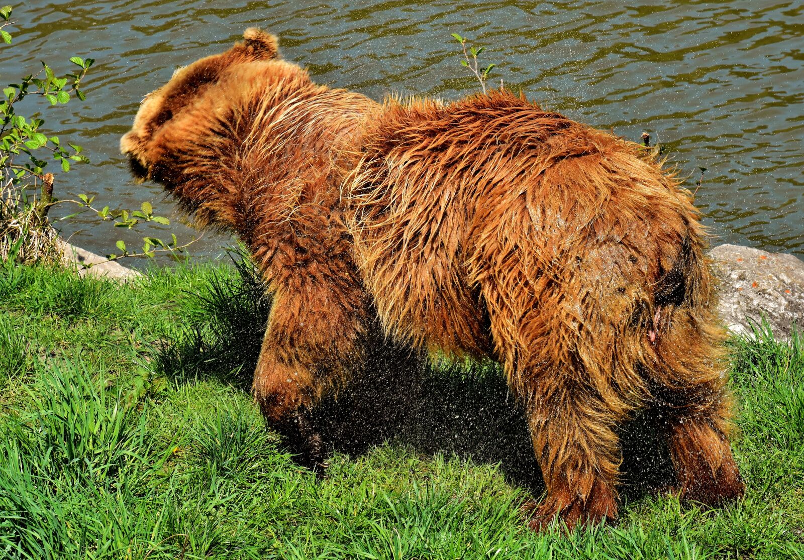 Nikon D7200 sample photo. European brown bear, brown photography