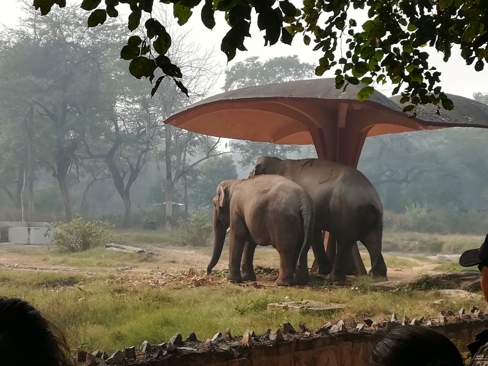 HUAWEI honor 6x sample photo. Zoo, elephants, couple photography