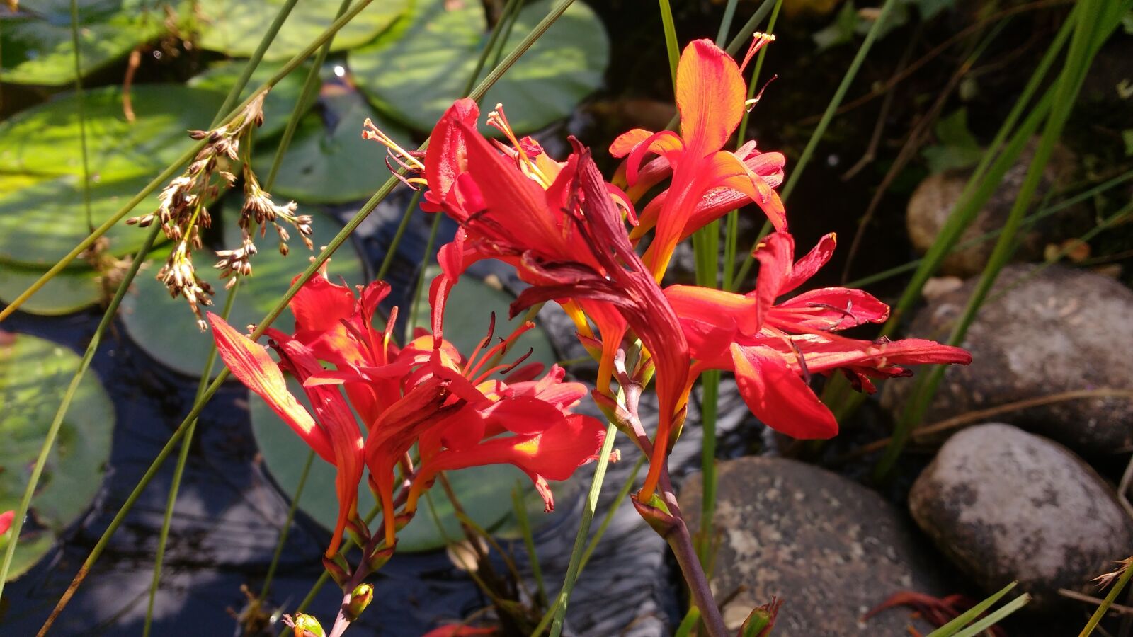 Motorola MotoG3 sample photo. Flower, red, pond photography