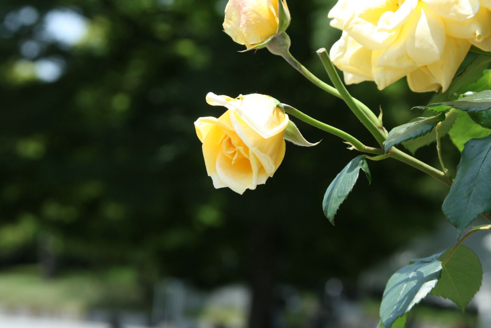 Canon EOS 400D (EOS Digital Rebel XTi / EOS Kiss Digital X) sample photo. Flowers, rose, yellow photography