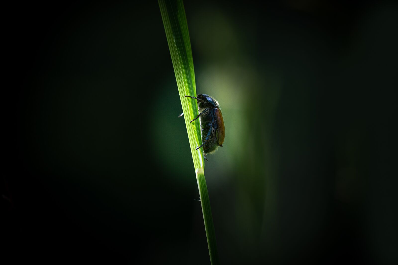 Nikon D7100 sample photo. Beetle, chafer, blade of photography