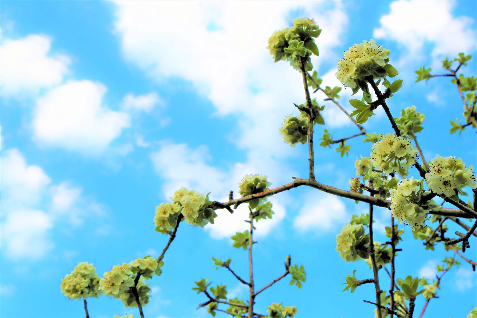 Canon EOS 5D Mark III sample photo. Flower, nature, leaves photography