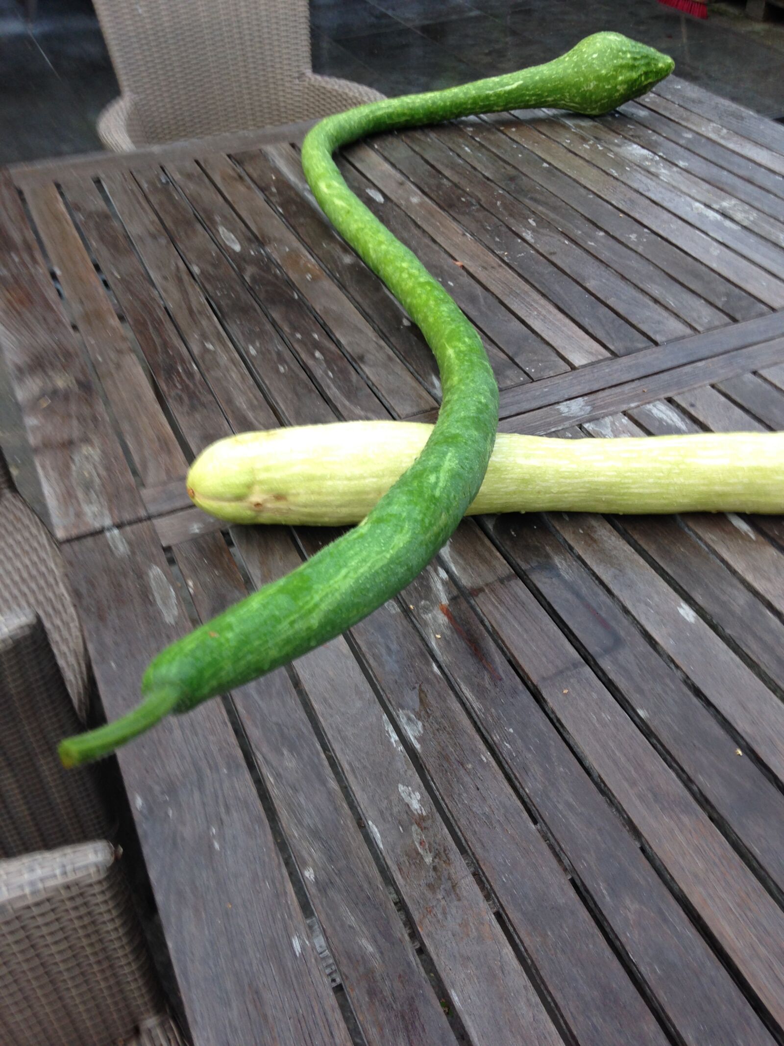 Apple iPhone 5 sample photo. Gourd, vegetable photography