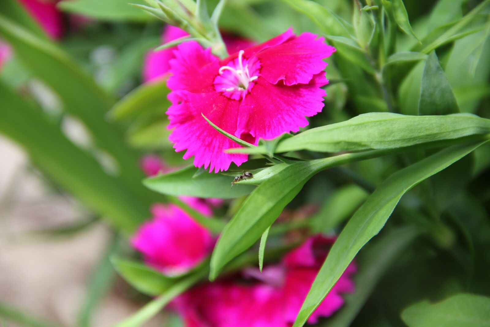 Canon EOS 550D (EOS Rebel T2i / EOS Kiss X4) sample photo. Flower, ant, nature photography