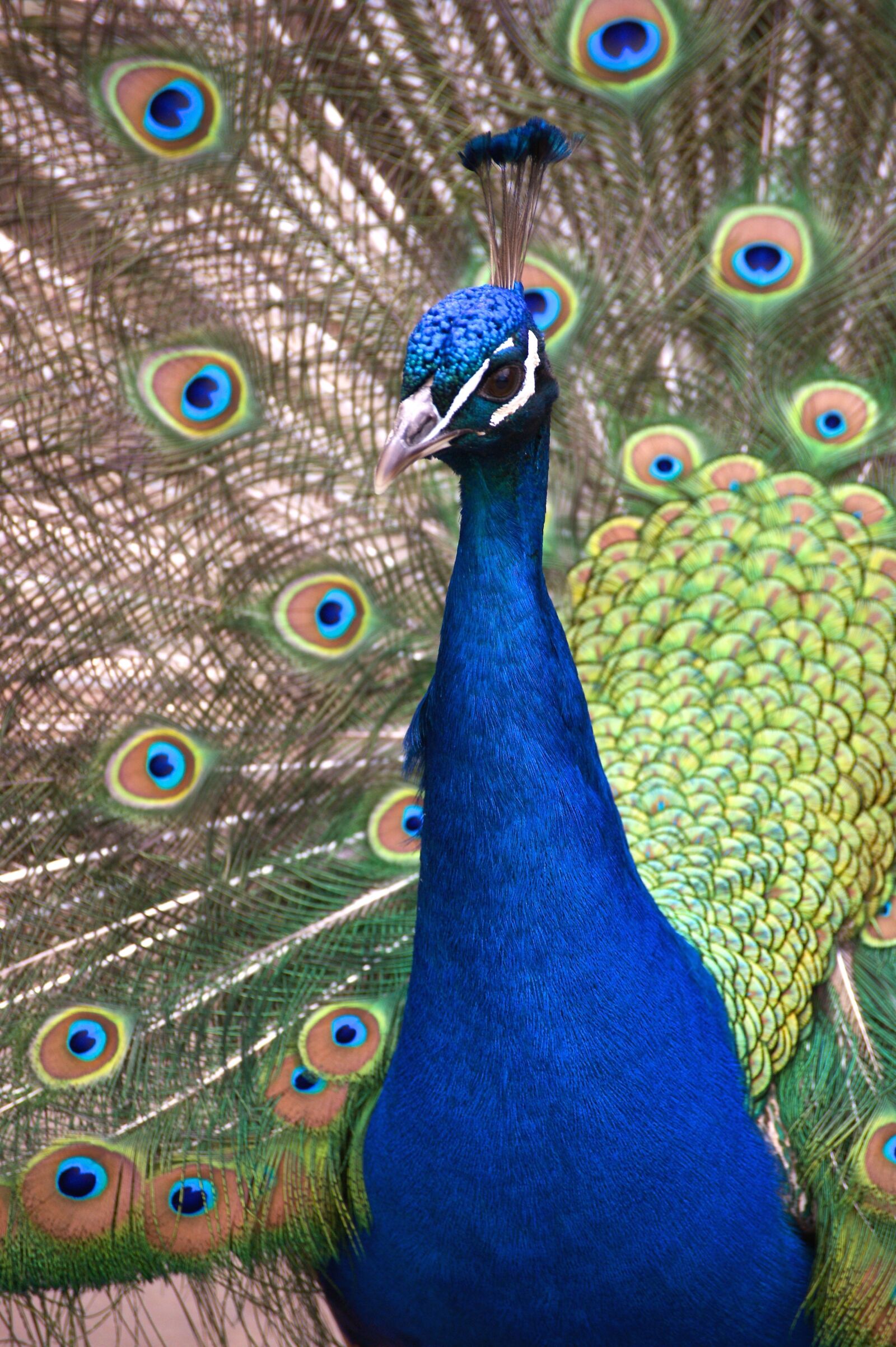 Sony Alpha DSLR-A350 sample photo. Peacock, bird, feather photography