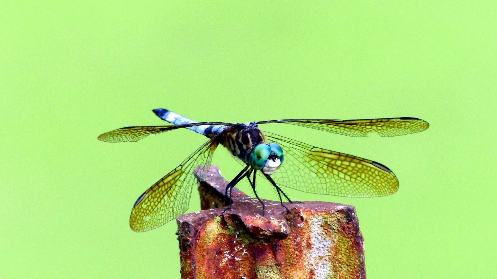 Panasonic Lumix DMC-FZ200 sample photo. Insect, dragonfly, wings photography
