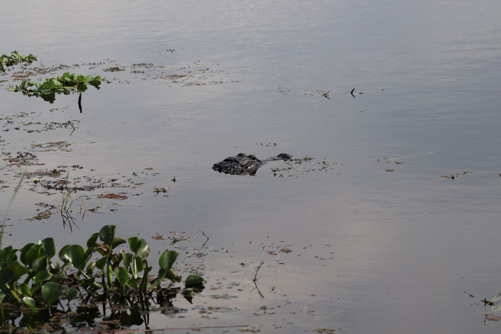 Canon EOS 200D (EOS Rebel SL2 / EOS Kiss X9) sample photo. Alligator, swamps, nature photography