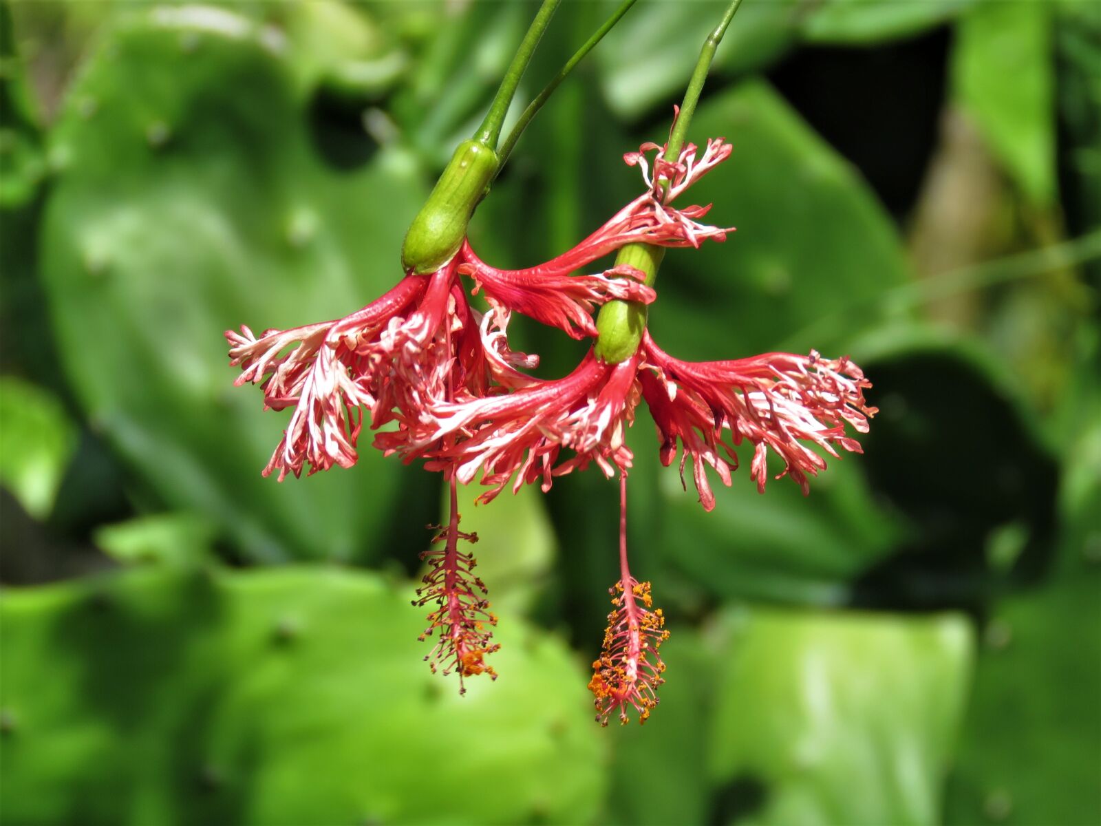 Canon PowerShot SX60 HS sample photo. Hanging flowers, red flower photography