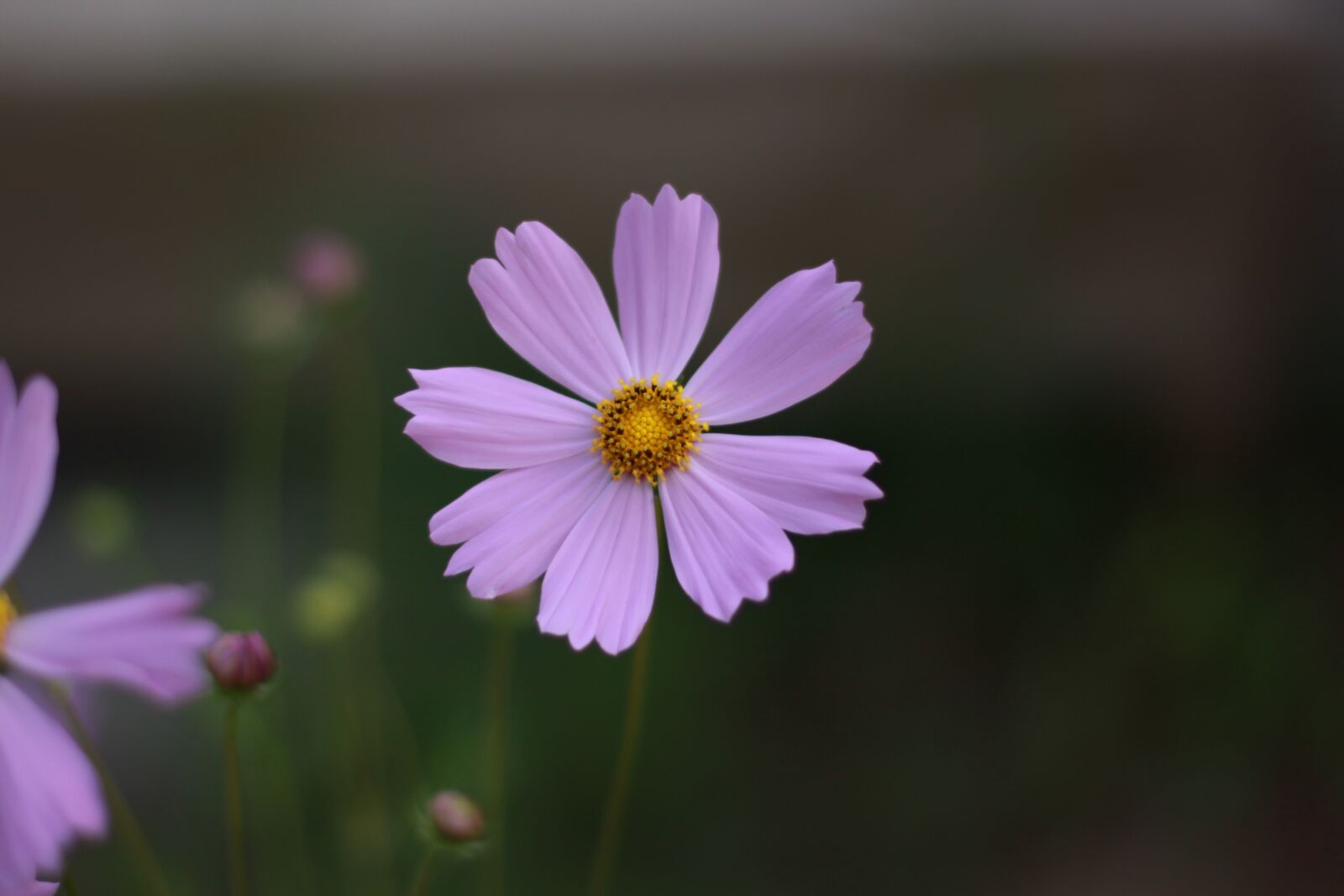 Canon EOS 50D sample photo. Flowers, nature, wildflower photography