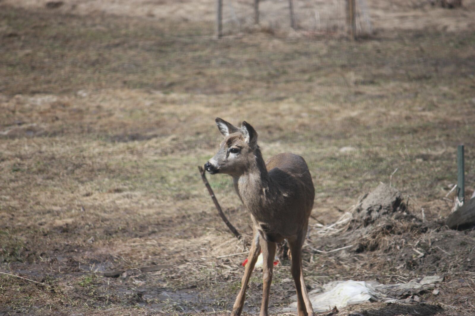 Canon EOS 450D (EOS Rebel XSi / EOS Kiss X2) sample photo. White-tailed deer, young, deer photography