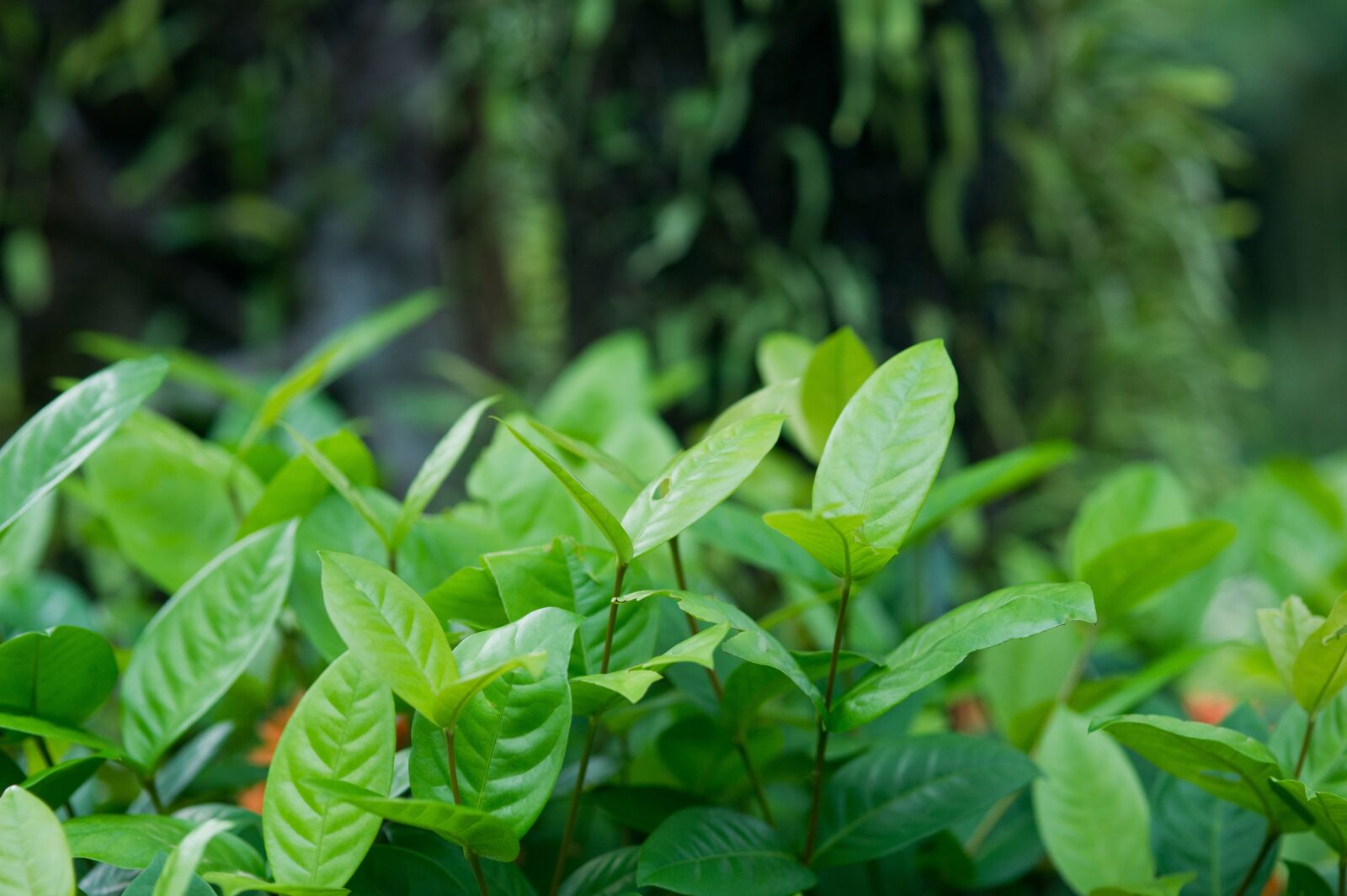 Nikon D3S sample photo. Wood, plants, nature photography