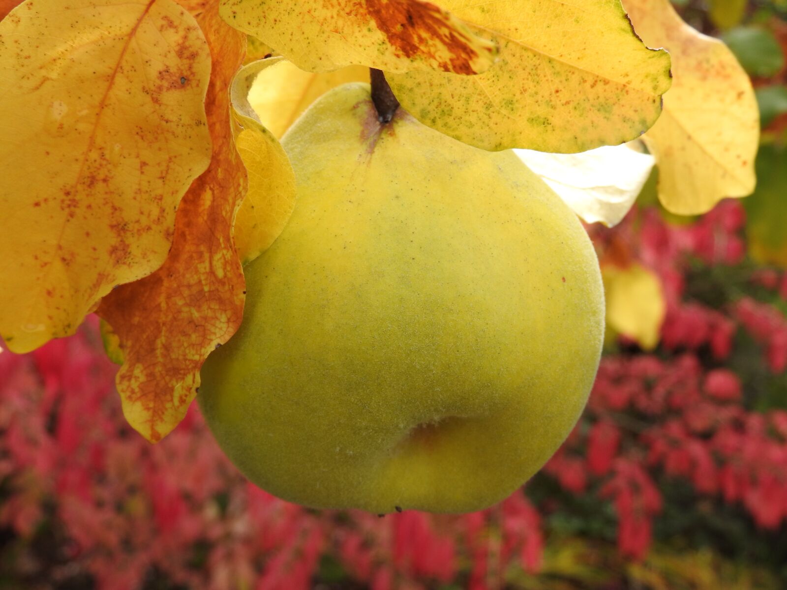 Nikon Coolpix P610 sample photo. Quince, autumn, leaves photography