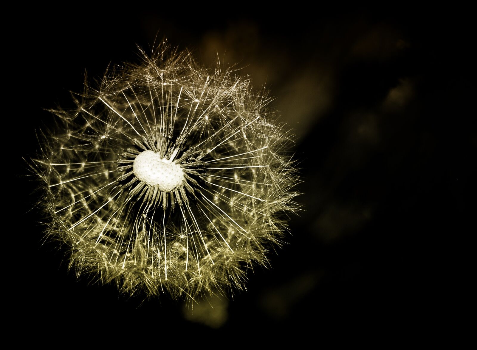 Canon EOS 6D Mark II sample photo. Dandelion, flower, plant photography