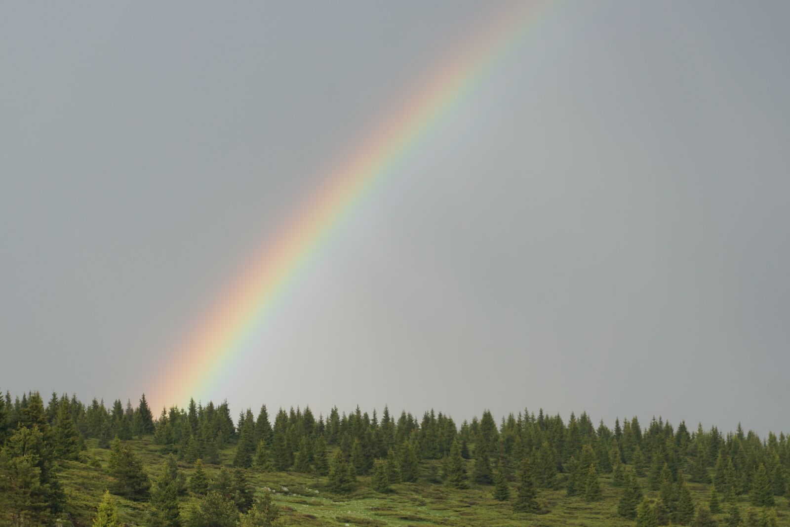 Sony a5100 sample photo. Rainbow, mountain, forest photography