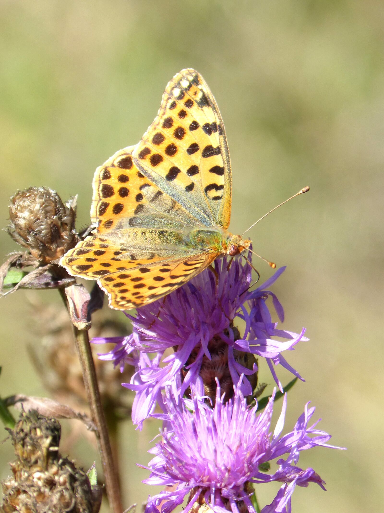 Panasonic DMC-FZ62 sample photo. Butterfly, melitaea deione, damer photography