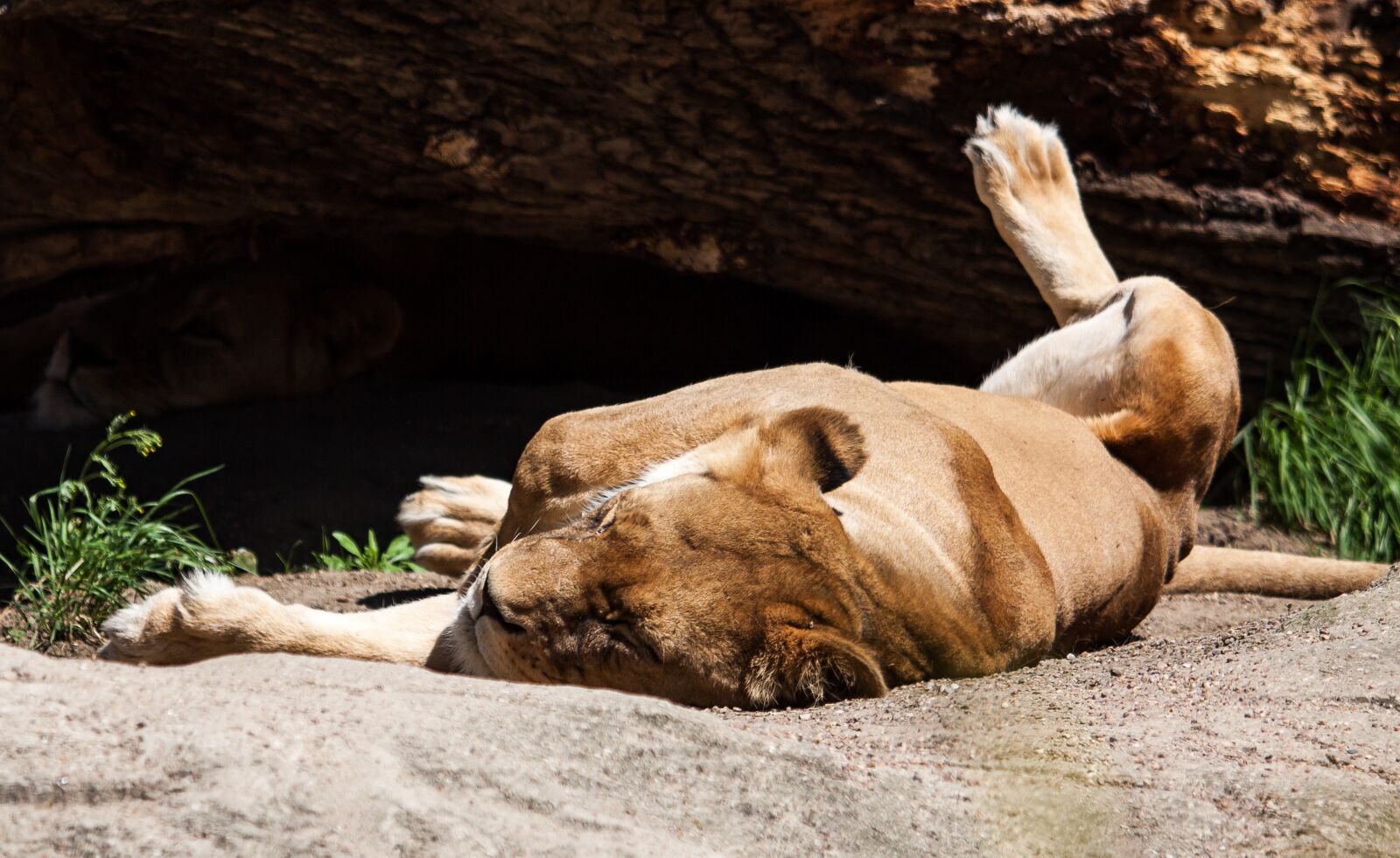Canon EOS 50D sample photo. Lion, lioness, predator photography