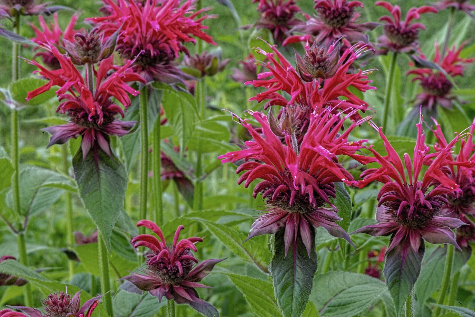 Nikon D610 sample photo. Flower, plant, red photography