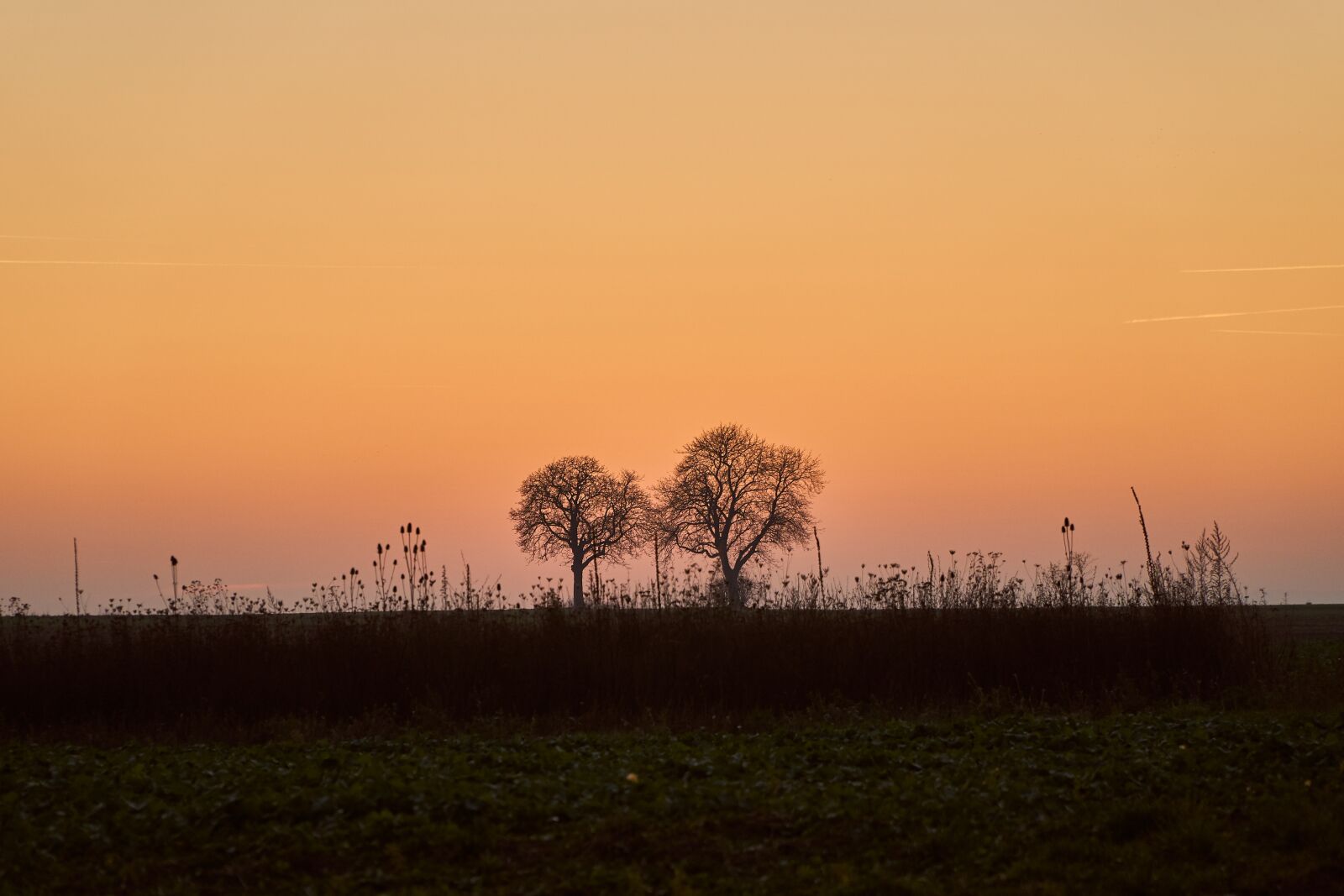 Sony E PZ 18-105mm F4 G OSS sample photo. Sunset, trees, mystical photography