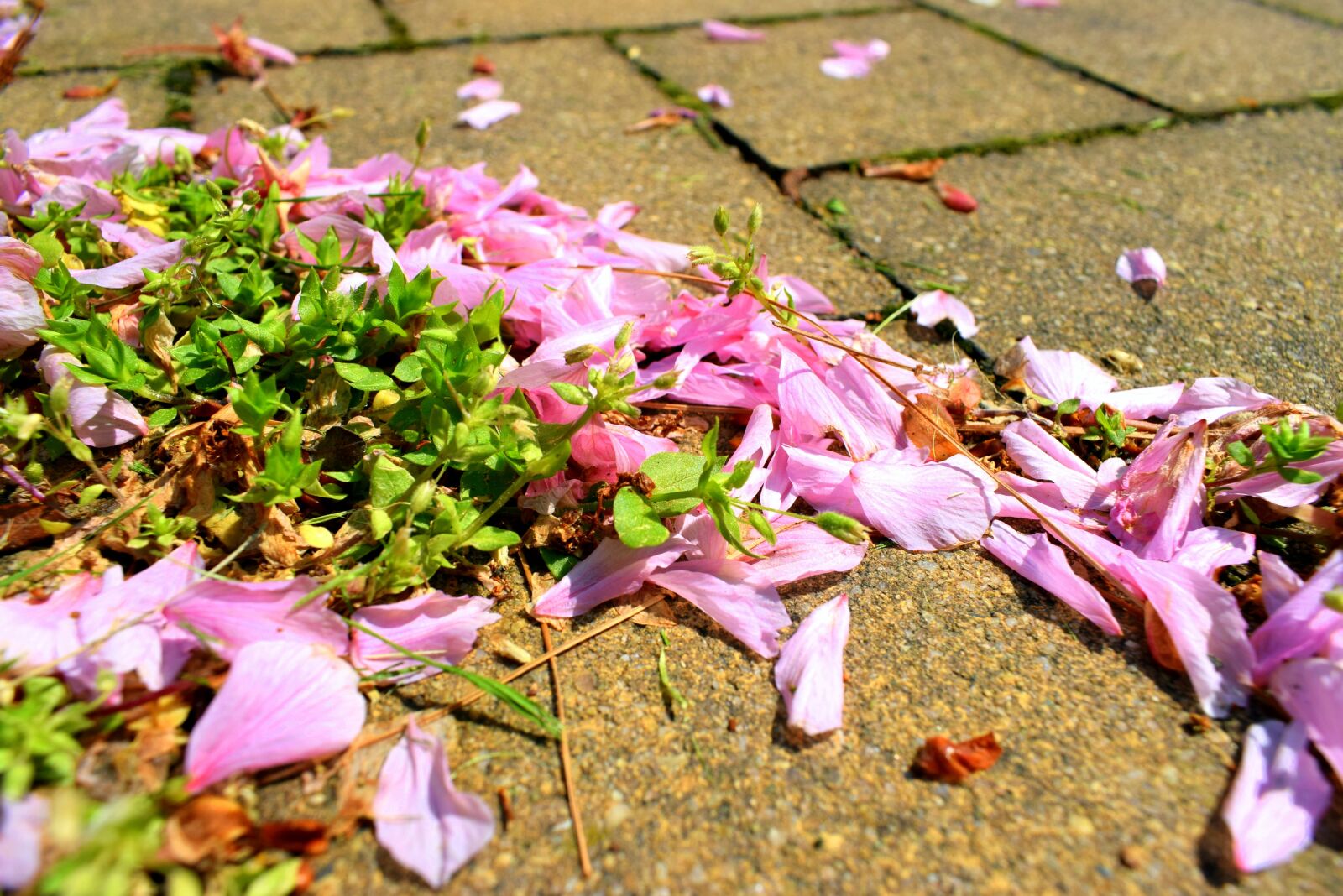 Nikon D3300 sample photo. Green, pink, flowers photography