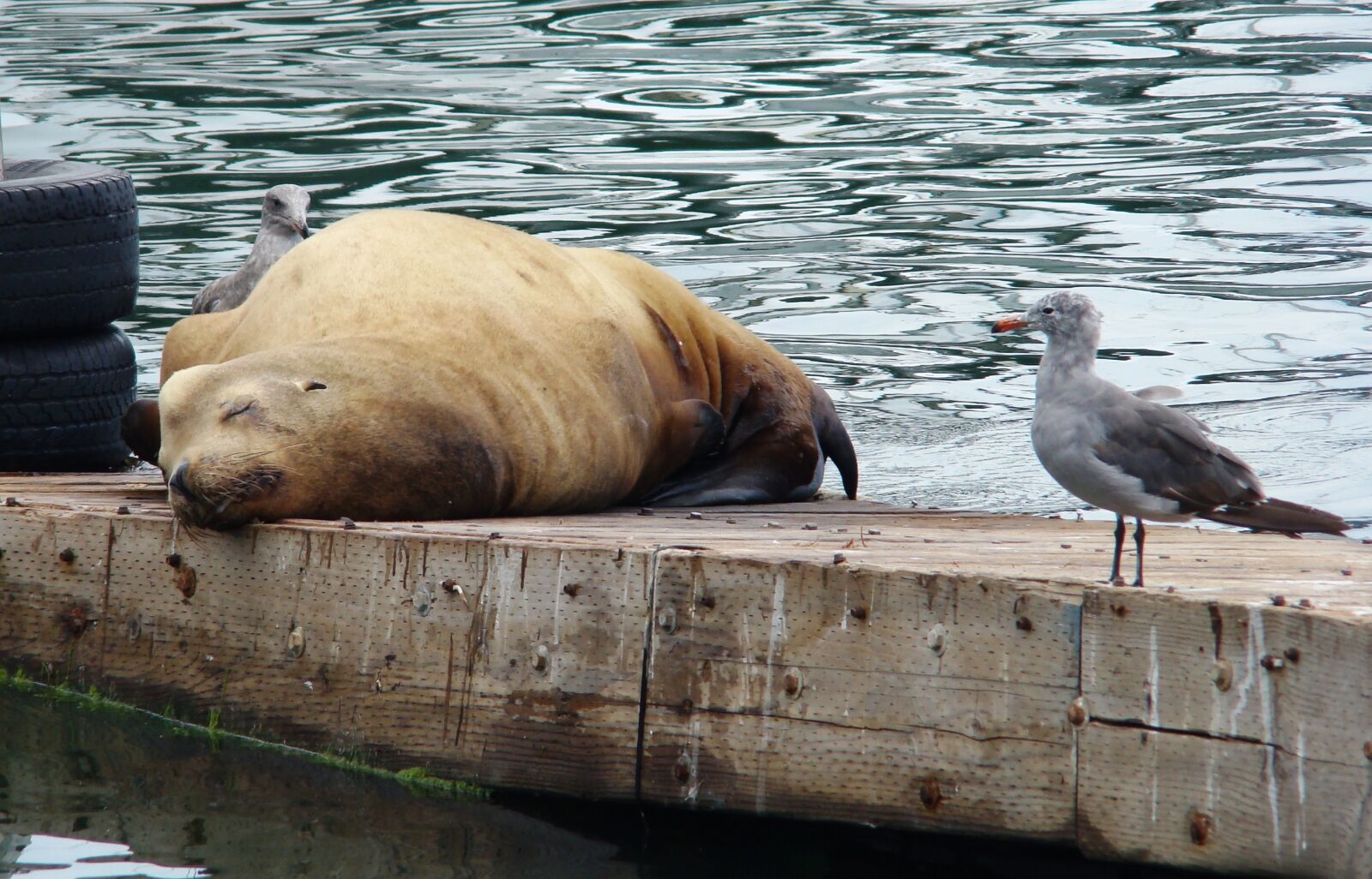 Sony DSC-H7 sample photo. Seal and seagull, ocean photography