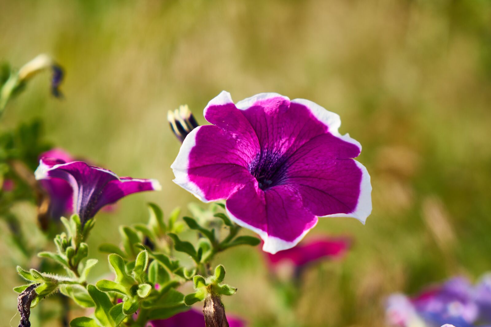 Sony a7R II sample photo. Flower, spring, summer photography