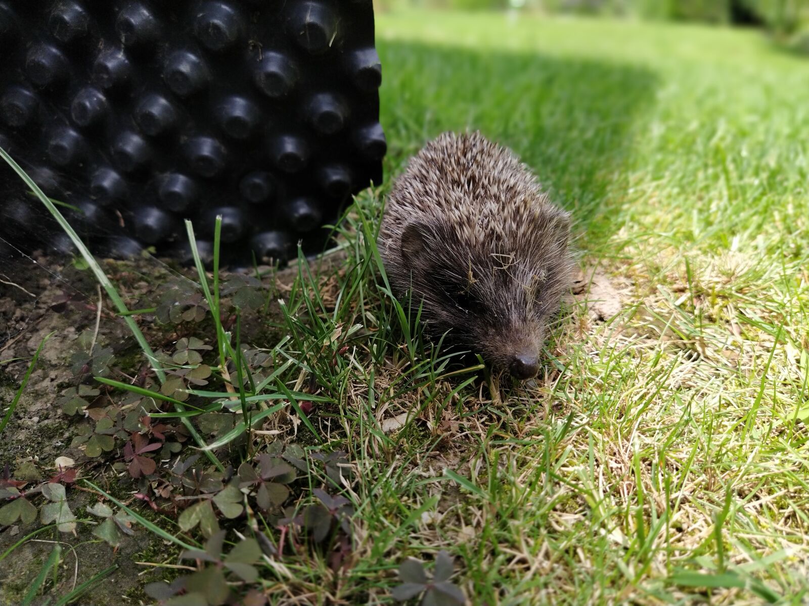 Xiaomi Mi A3 sample photo. Hedgehog, garden, nature photography