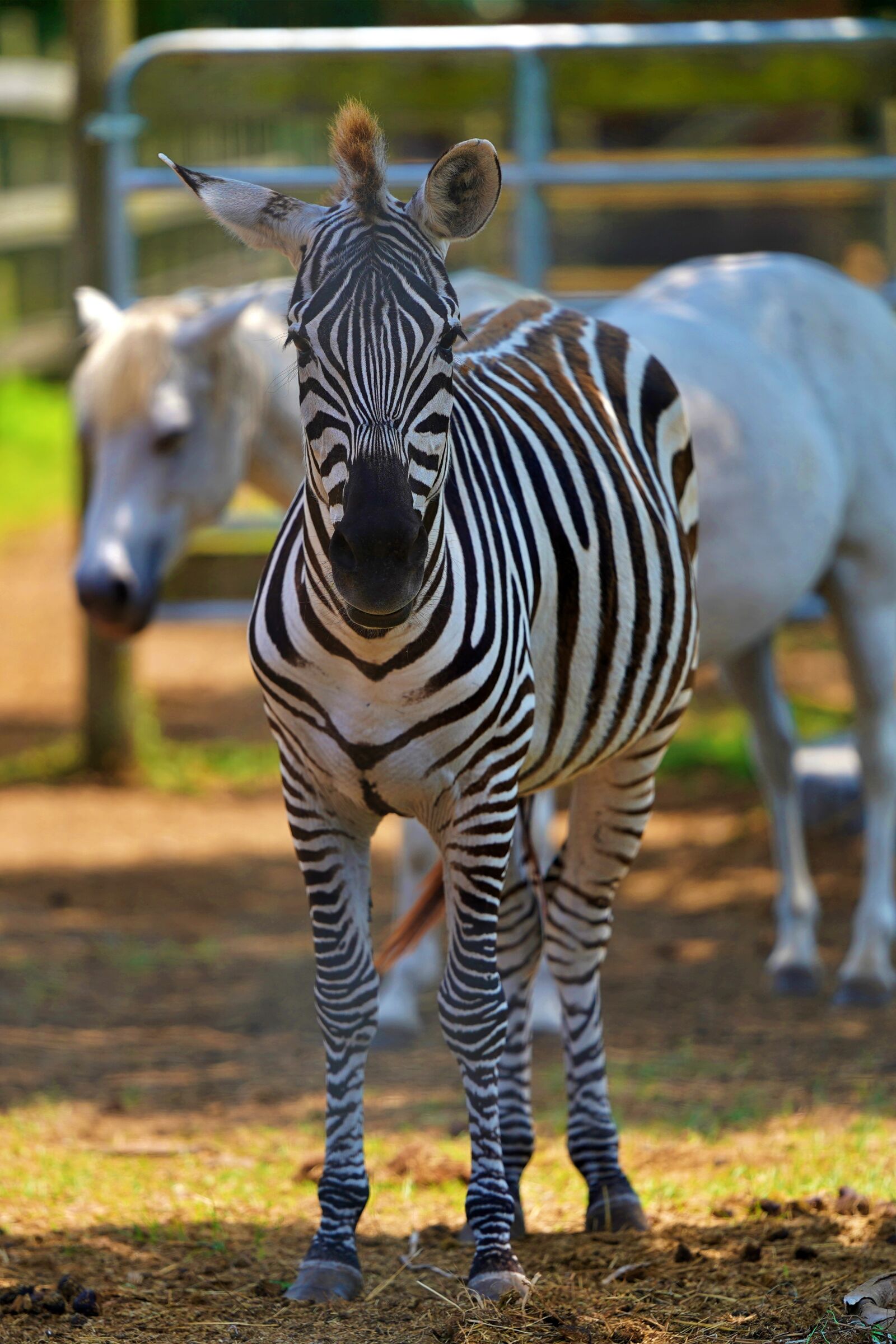 Sony a7 III sample photo. Zebra, animal, africa photography