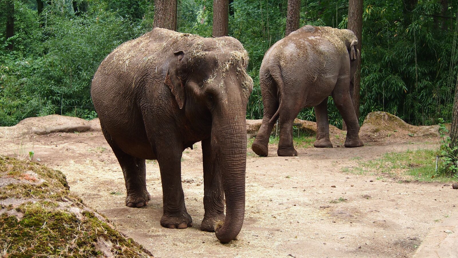 Olympus PEN E-PL3 sample photo. Elephant, zoo, pachyderm photography